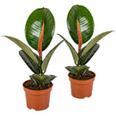 Lot de 2 Ficus Elastica Robusta – Plante d'Intérieur