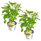 Lote de 2 hortensias Strong Annabel – Planta de exterior