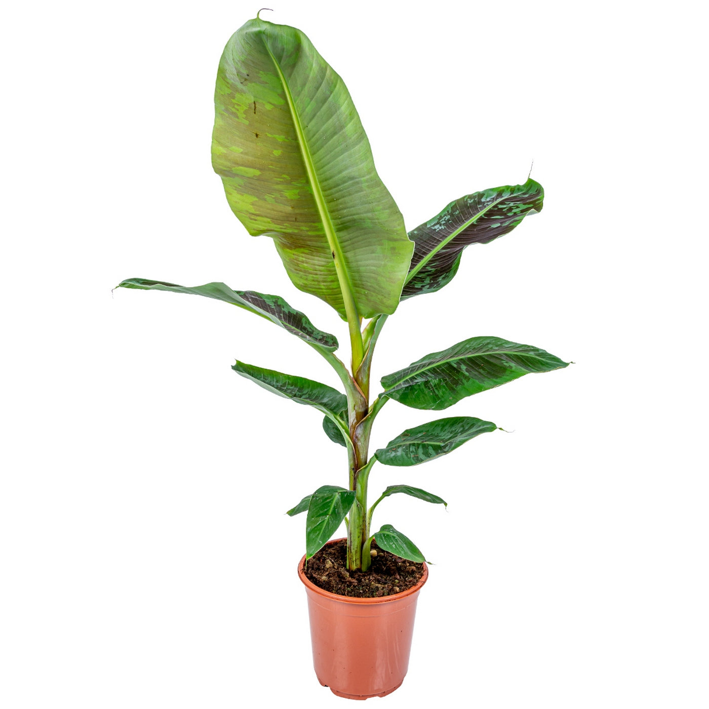 Platanera Musa Cavendish – Planta de interior