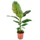 Plátano Musa Cavendish
