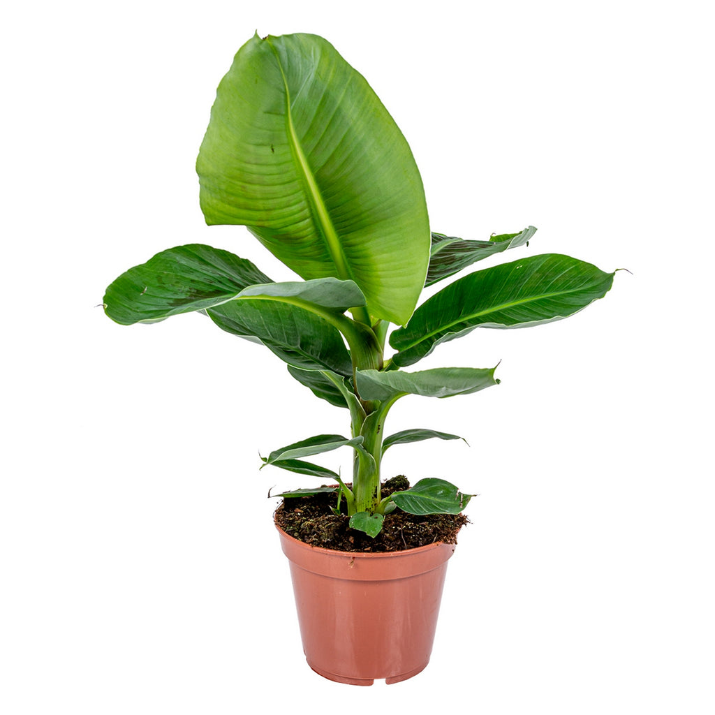 Platanera Musa Tropicana – Planta de interior