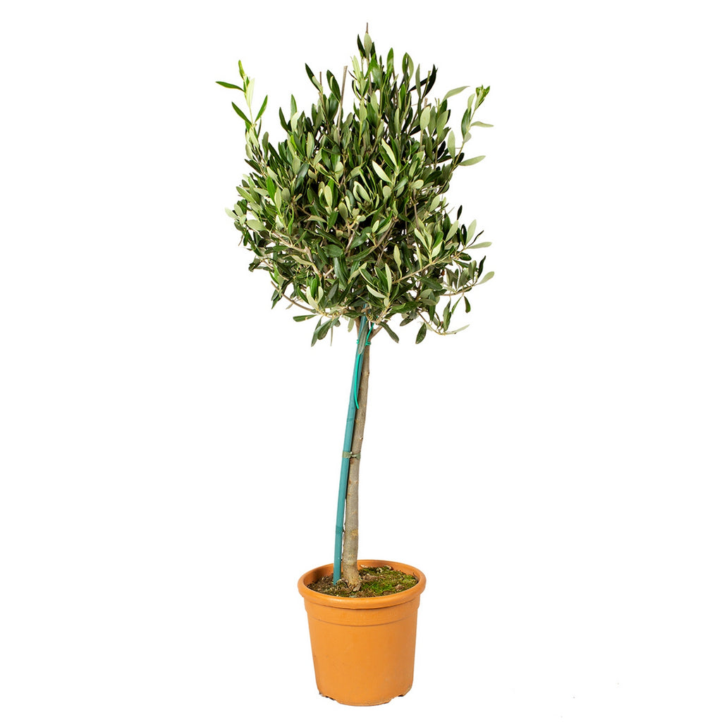 Olivier – Plante D'Extérieur