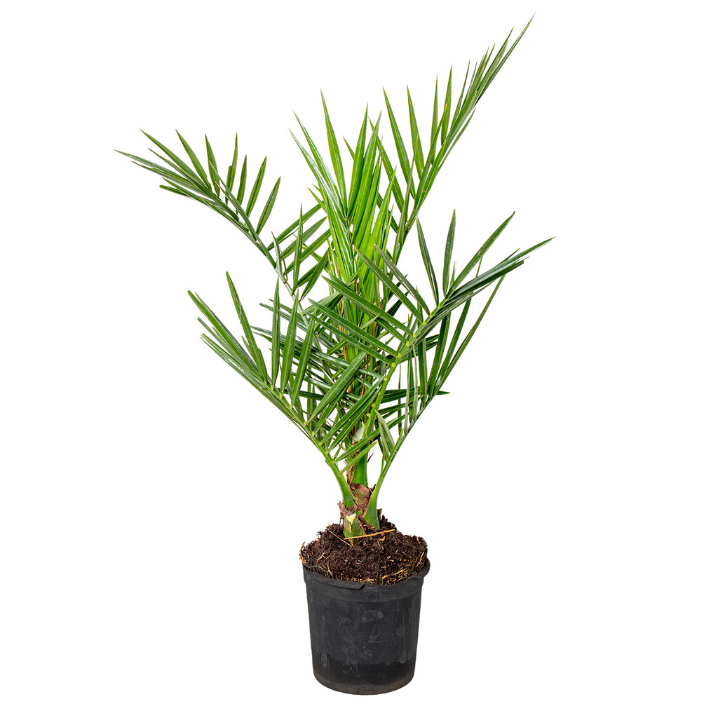 Palmier Des Canaries – Plante D'Extérieur