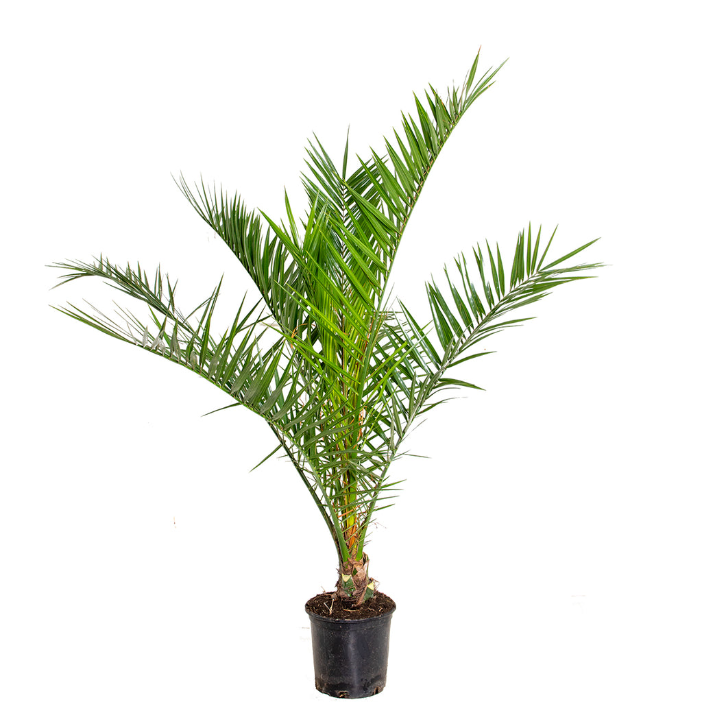 Palmera de Canarias – Planta de exterior