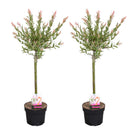 Lot de 2 Salix Flamingo – Plante d'Extérieur