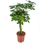 Schefflera Arboricola – Houseplant