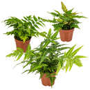 Lot de 3 Fougères – Plante d'Intérieur