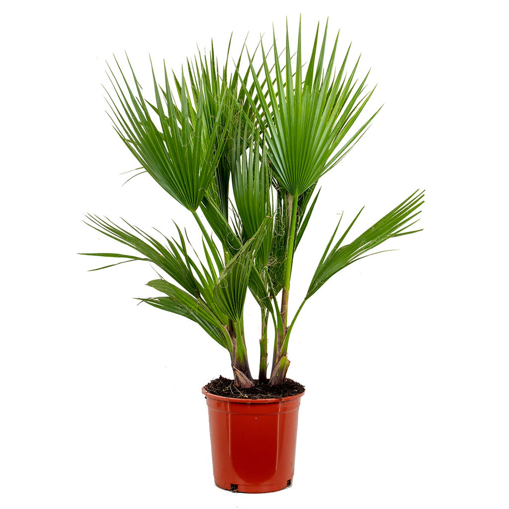 Palmier Washingtonia – Plante D'Extérieur