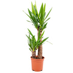 Yucca Elephantipes – Planta de interior