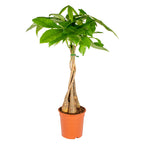 Pachira Arbre À Monnaie – Plante D'Intérieur