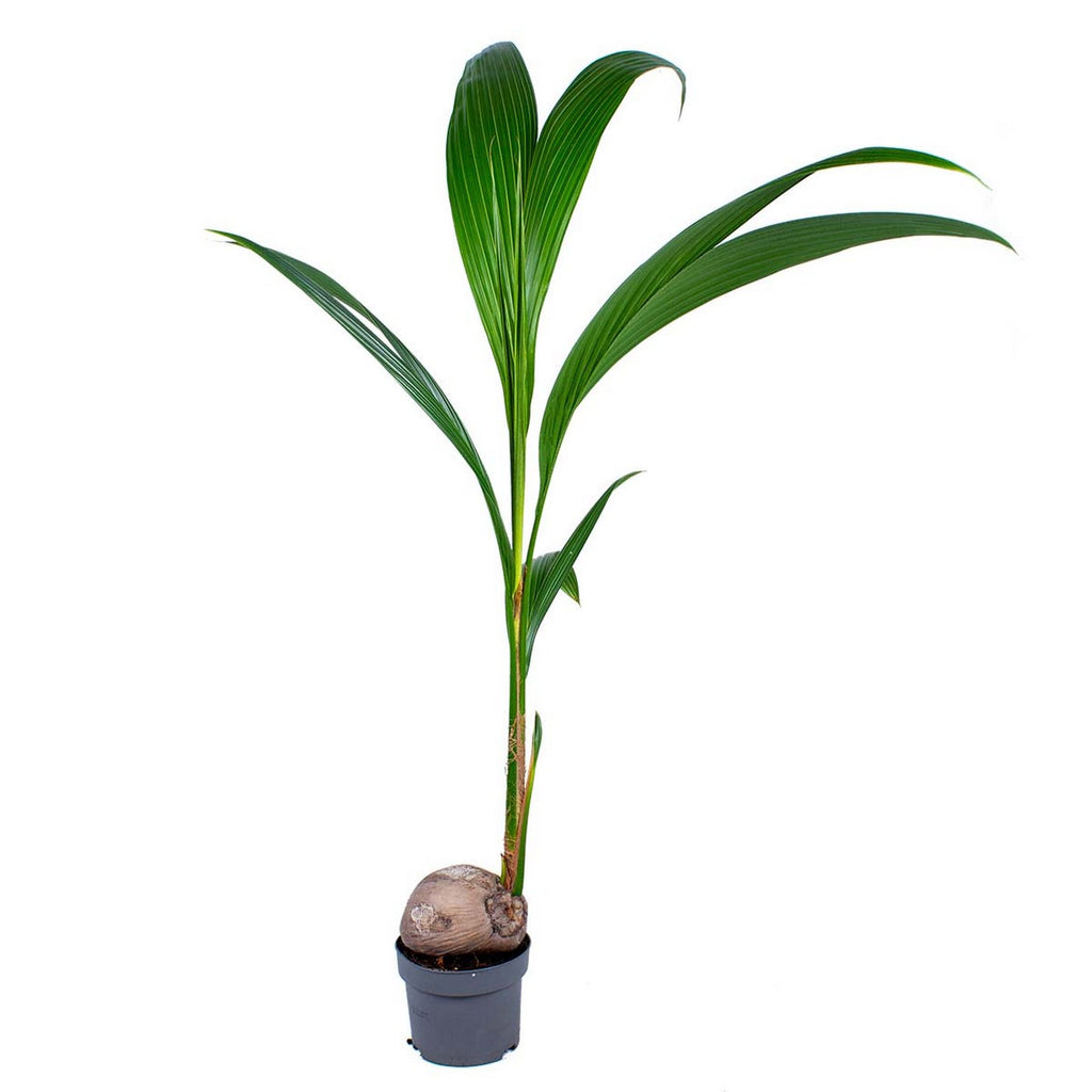 Cocos Nucifera – Planta de interior