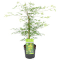 Arce japonés Emerald Lace – Planta de exterior