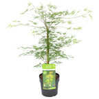 Arce japonés Emerald Lace – Planta de exterior