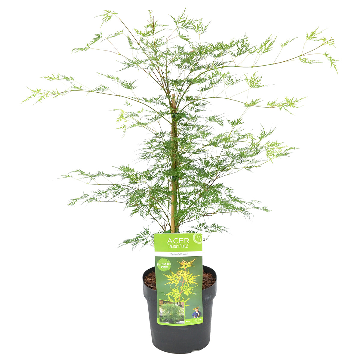 Arce japonés Emerald Lace – Planta de exterior
