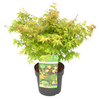 Arce japonés Little Princess – Planta de exterior