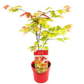 Arce japonés Moonrise – Planta de exterior