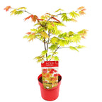 Arce japonés Moonrise – Planta de exterior