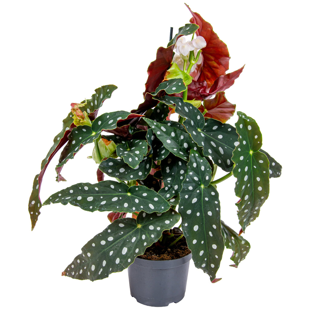 Begonia Wightii – Indoor Plant
