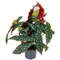 Begonia Wightii – Indoor Plant