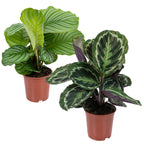 Lote de 2 calatheas Medallion y Orbifolia – Planta de interior