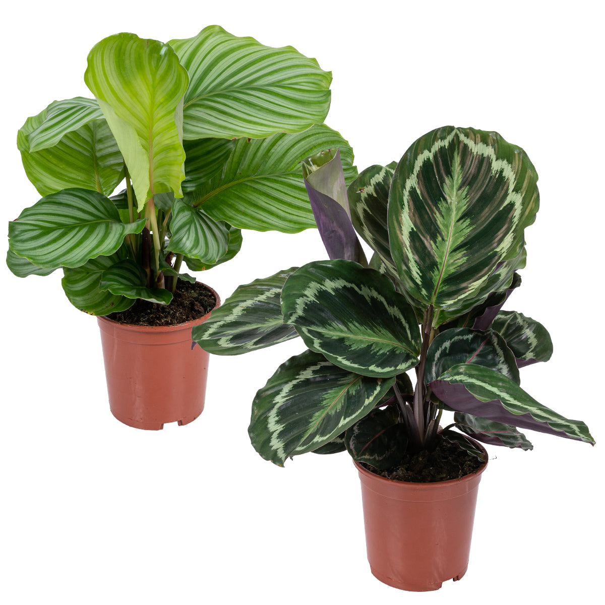 Lote de 2 calatheas Medallion y Orbifolia – Planta de interior