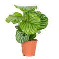 Calathea Orbifolia – Houseplant