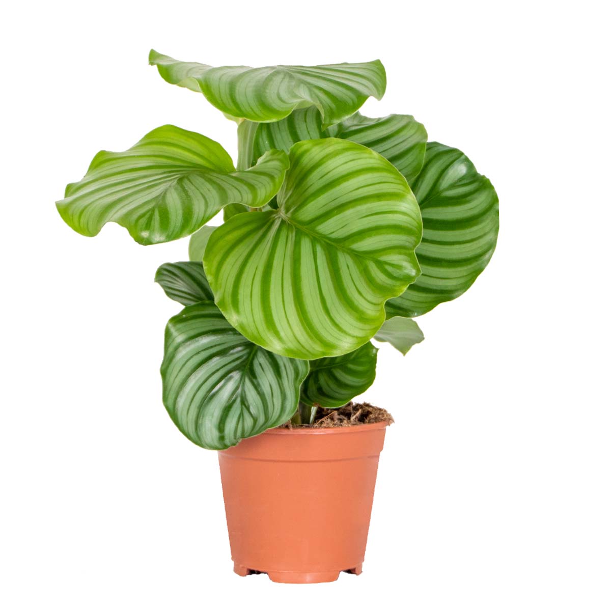 Calathea Orbifolia – Houseplant