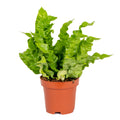 Asplenium Crispy Wave – Houseplant