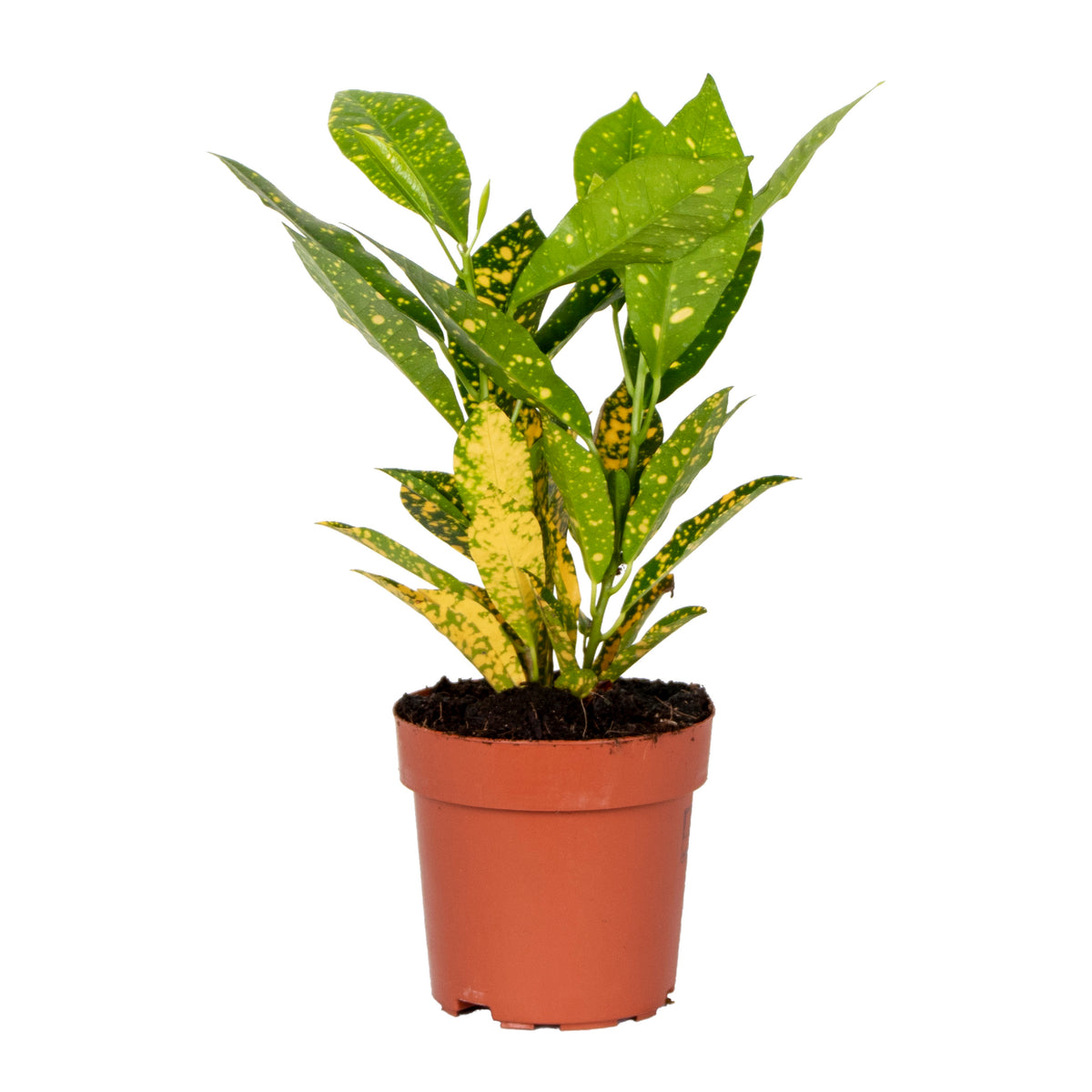 Codiaeum Sunny Star – Indoor Plant