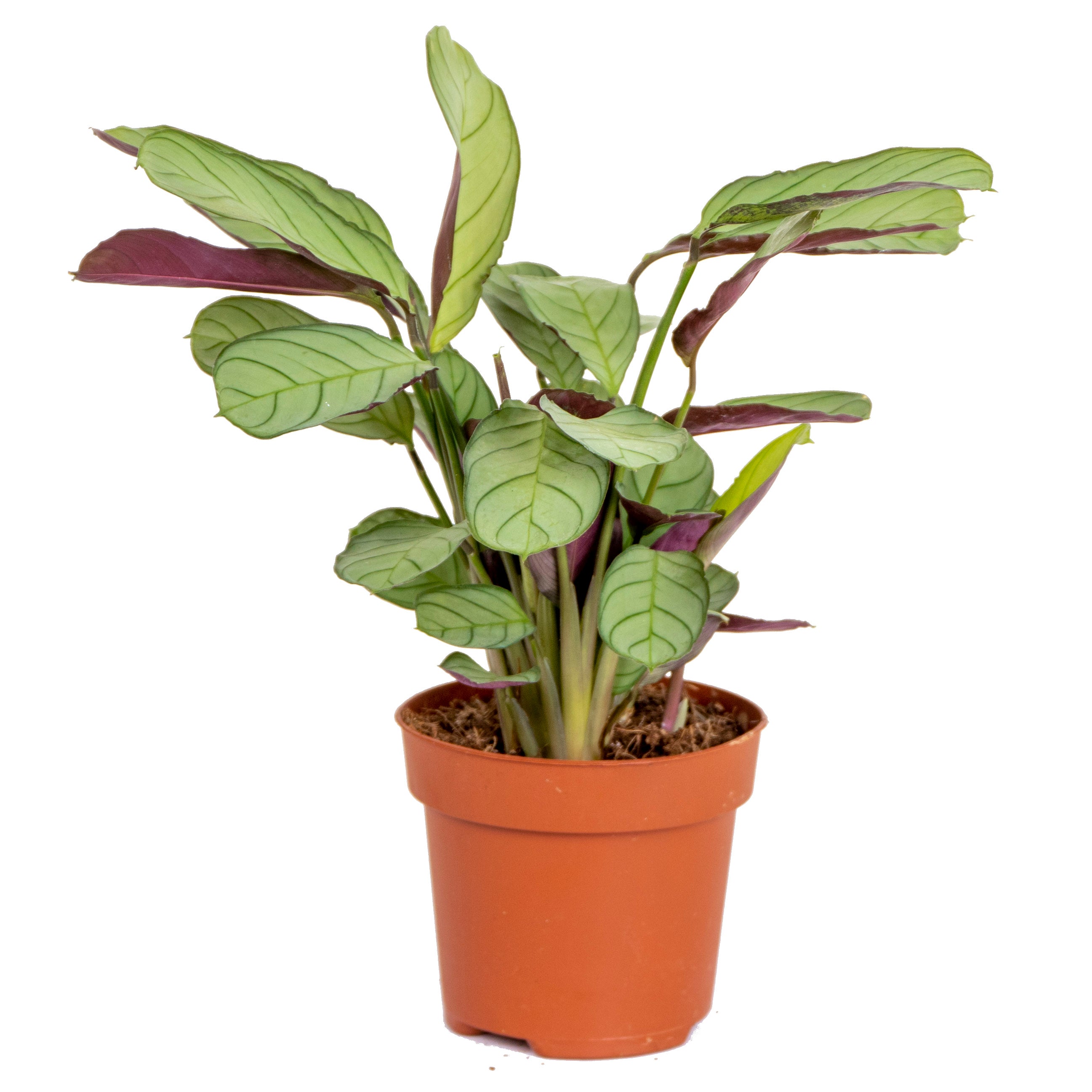 Ctenanthe Amagris – Indoor Plant