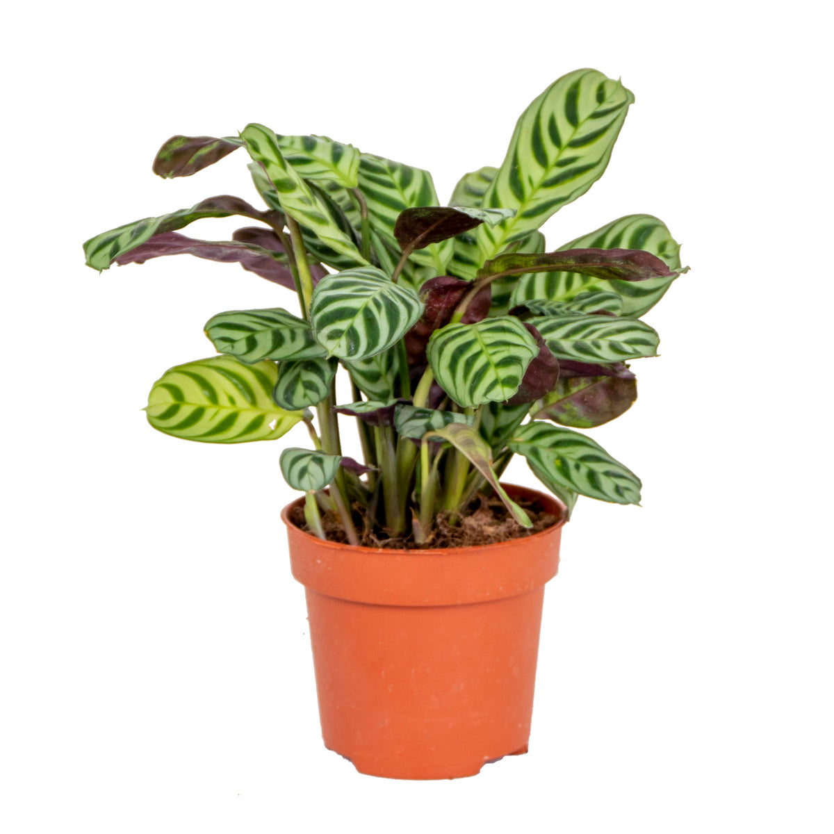 Ctenanthe Burle-Marxii – Planta de interior