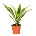 Dracaena Lemon Lime – Houseplant