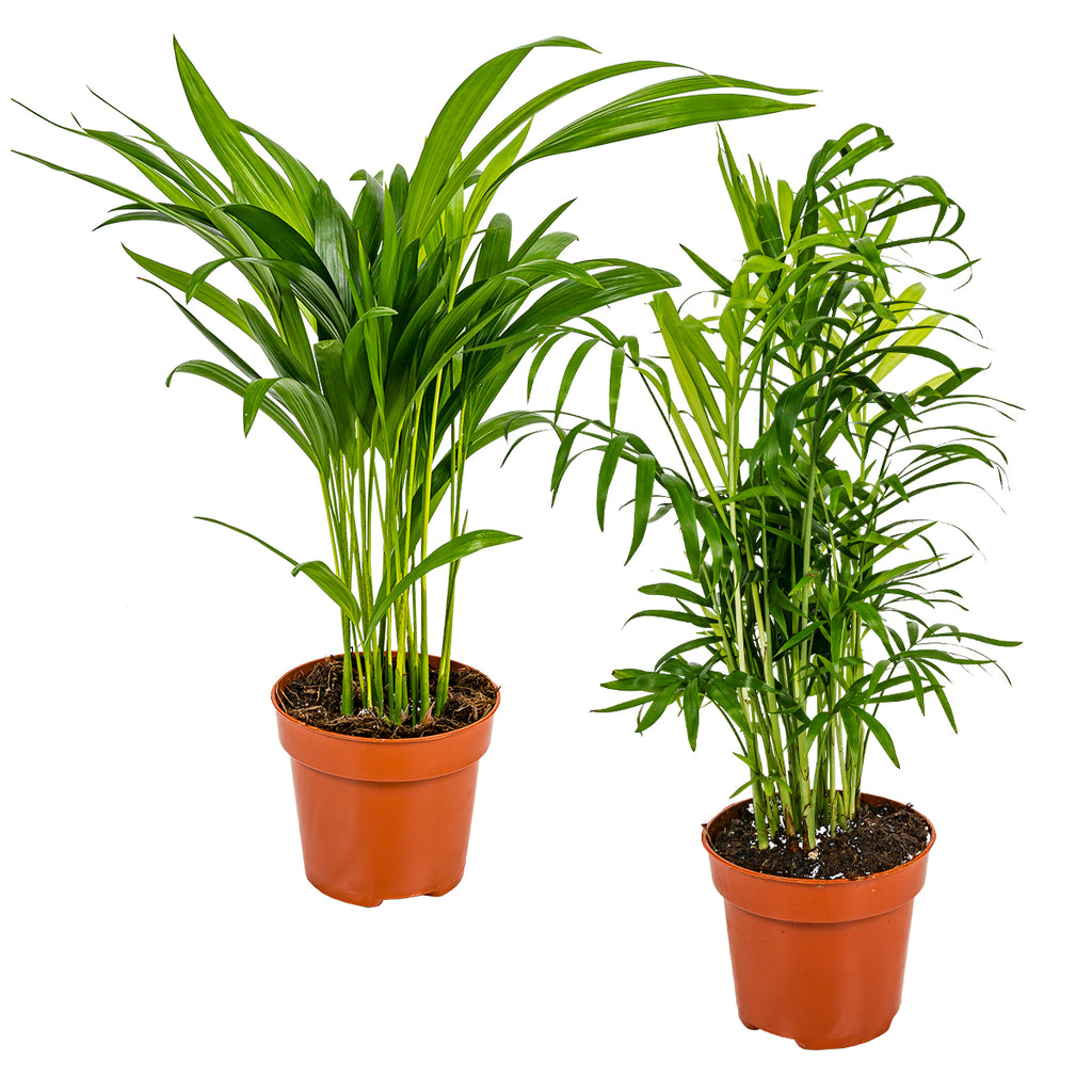 Mélange De 2 Palmiers D'Intérieur – Plante D'Intérieur