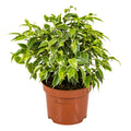 Ficus Benjamina Kinky – Houseplant