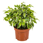 Ficus Benjamina Kinky – Houseplant