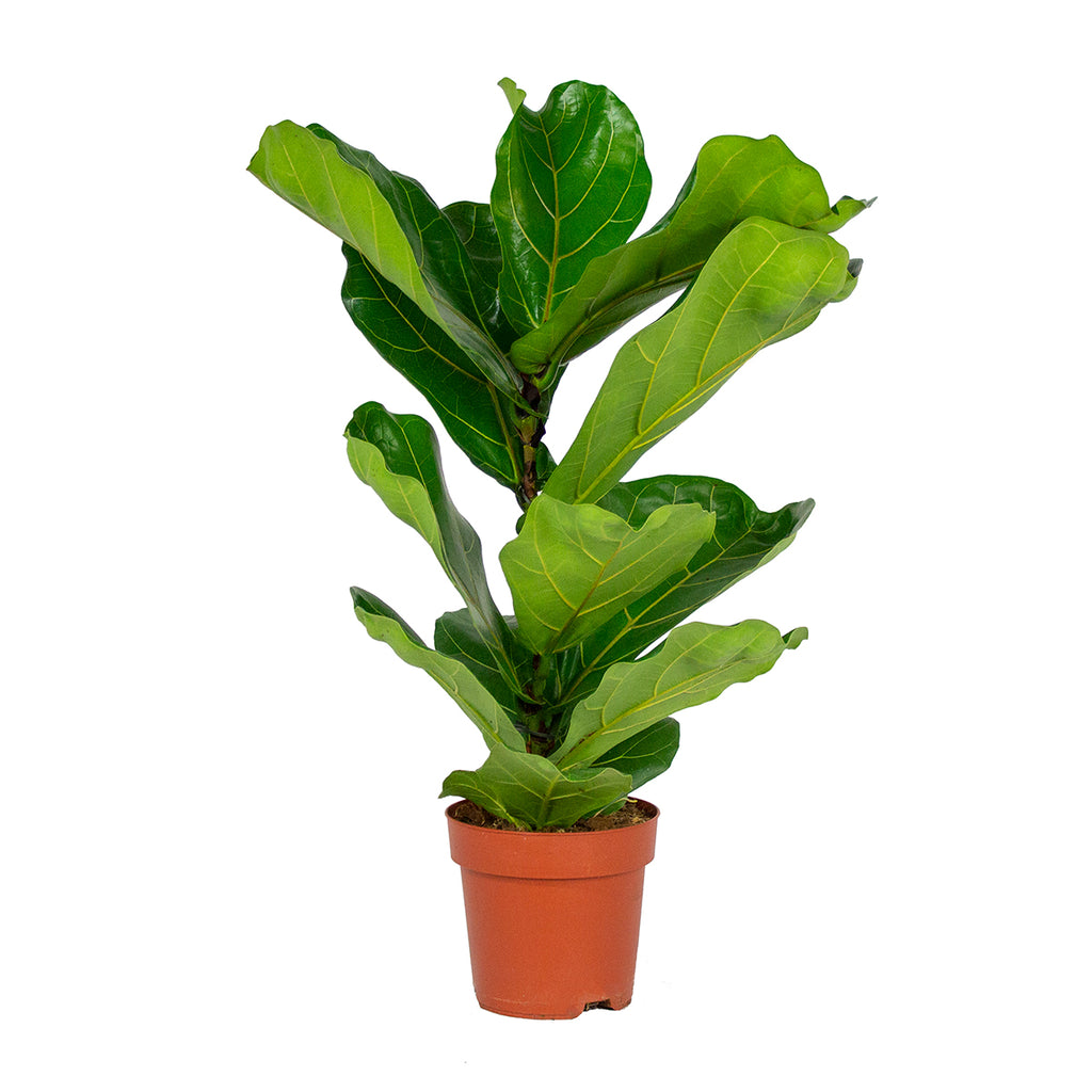 Ficus Lyrata – Planta de interior