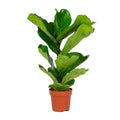 Ficus Lyrata – Planta de interior