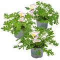 Mezcla de 3 geranios citronela – Planta de exterior