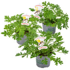Mezcla de 3 geranios citronela – Planta de exterior