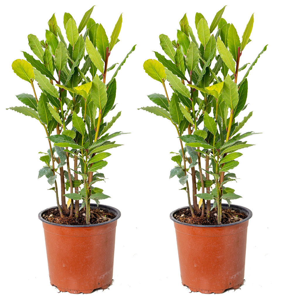 Set of 2 Bay Laurels – Outdoor Plant