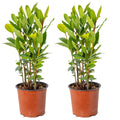 Set of 2 Bay Laurels – Outdoor Plant