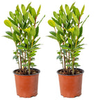 Set of 2 Bay Laurels – Outdoor Plant