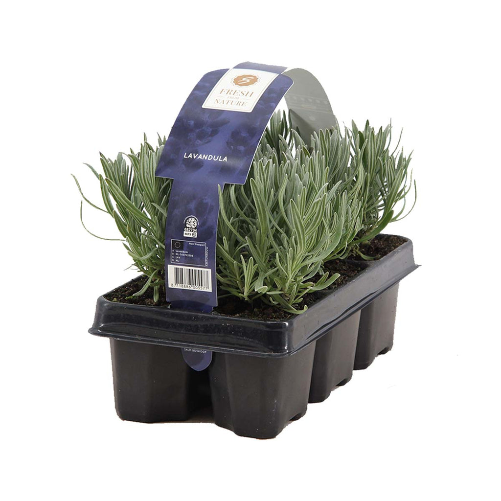 Set of 6 Lavenders – Outdoor Plant