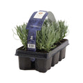Set of 6 Lavenders – Outdoor Plant