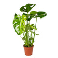Monstera Deliciosa – Indoor Plant