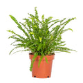 Nephrolepis Duffii – Indoor Plant