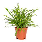 Nephrolepis Duffii – Indoor Plant