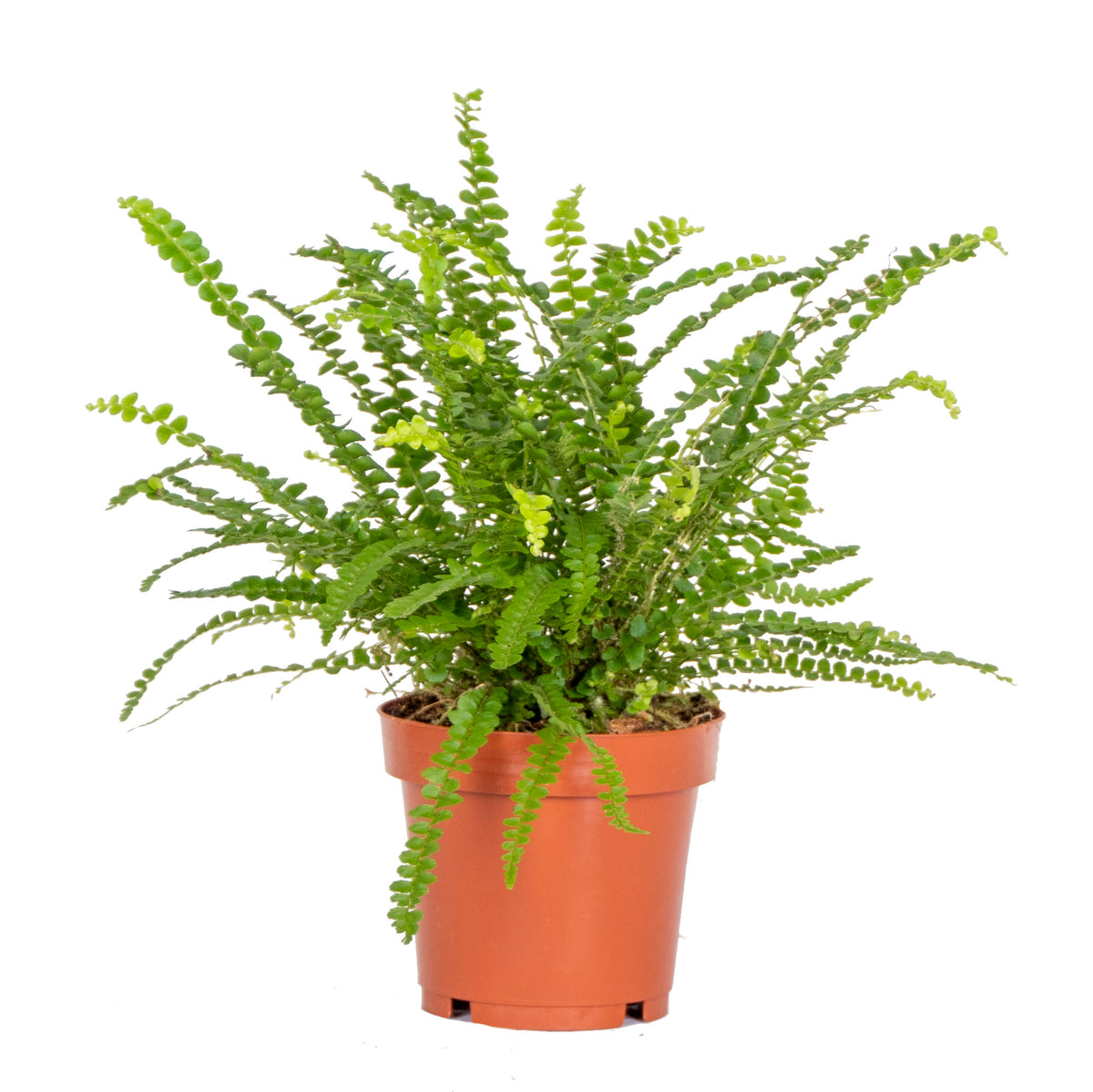 Nephrolepis Duffii – Indoor Plant