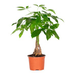 Pachira Árbol del Dinero – Planta de interior