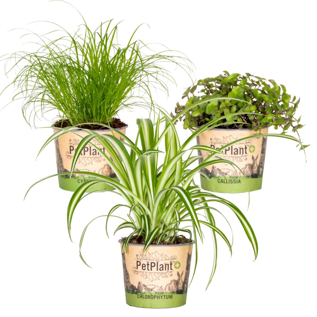 Mezcla de 3 plantas aptas para mascotas – Planta de interior